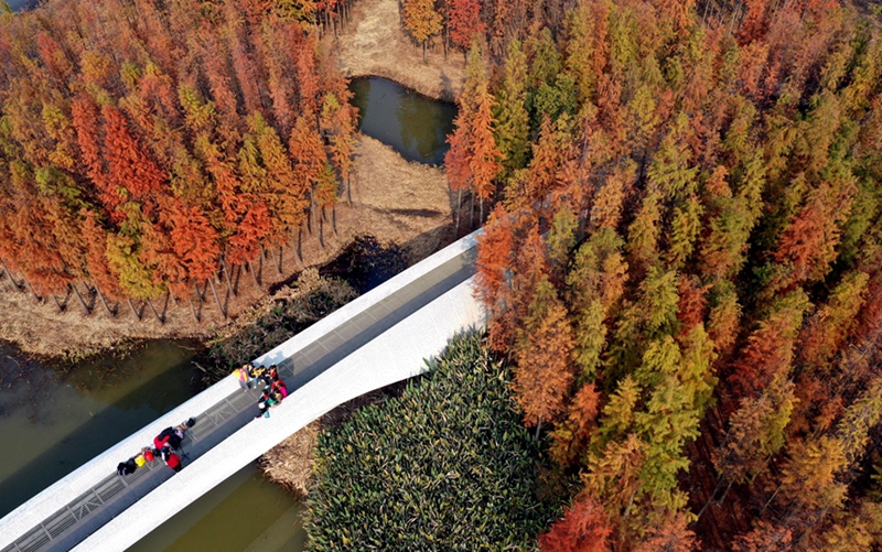 江西南昌：水杉“換裝” 濕地公園生態蛻變